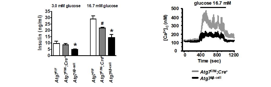 β-cell-specific Atg7 knockout 마우스(Atg7Δβ-cell)에서 분리한 췌장소도세포에서 basal glucose (3 mM) 또는 high glucose (16.7 mM) 자극에 대한 insulin 분비능이 감소되어 있었음 (left). 또한 β-cell-specific Atg7 knockout 마우스(Atg7Δβ-cell)에서 분리한 췌장소도세포에서는 glucose 자극에 대한 Ca2+ transient 의 반응이 감소되어 있었음 (right).