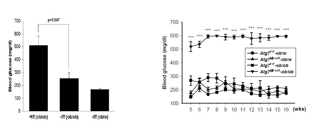 Fasting (left) and nonfasting blood glucose level (right) in b-cell-specific Atg7-null ob/ob mice which was significantly higher than that of ob/ob mice.