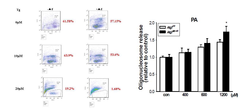 Increased death of Atg7-null islet cells after treatment with thapsigargin (left), an pharmacological ER stressor or phsiological palmitic acid (right).