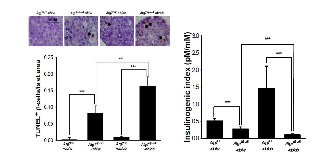 각 마우스에서 TUNEL+ apoptotic b-cell number 를 측정하여 표시 (left). Insulin 분비능의 index인 insulinogenic index 를 각 genotype의 마우스에서 표시함 (right). Atg7b-cell-ob/ob 마우스에 서 가장 apoptotic cell 이 많았으며 반대로 insulin 분비는 가장 심한 저하를 보임.