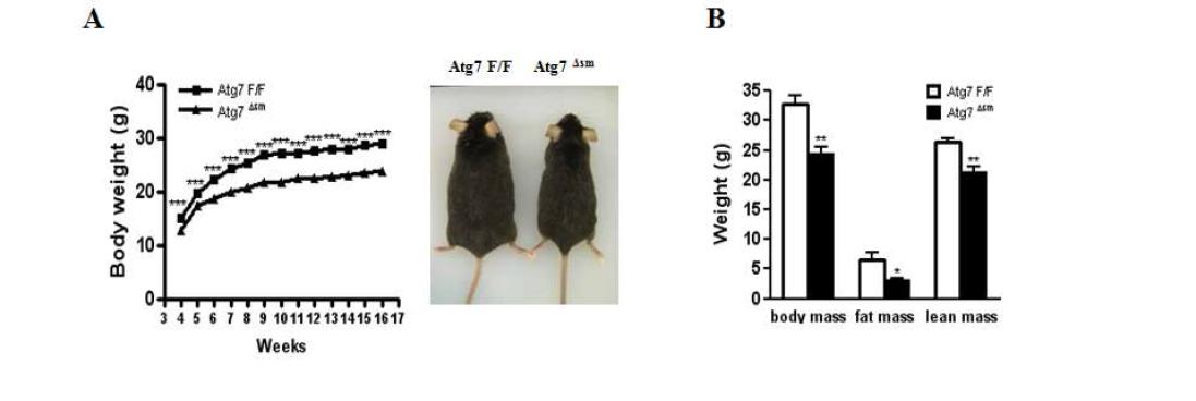 Atg7Δsm 마우스의 변화. Atg7Δsm 마우스는 body weight이 control mouse 보다 낮았으며 NMR spectroscopy 로 측정한 결과 fat mass가 특히 많이 감소해 있었으며 lean body mass 도 약 간 감소해 있었음. Random blood glucose level은 Atg7Δsm 마우스에서 약간 감소해 있었음.