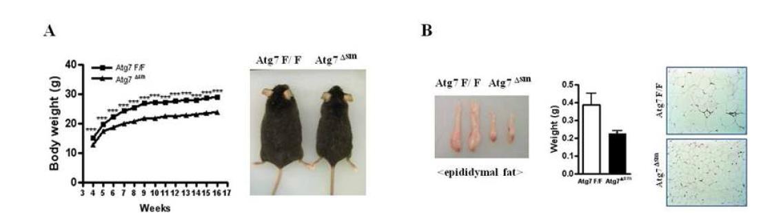 High-fat diet 시의 변화. Atg7Δsm 마우스에 high-fat diet를 주어도 fat mass 또는 total body weight 의 증가가 거의 없었음.