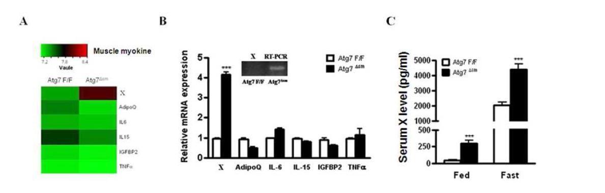 Atg7Δsm 마우스 muscle 과 control muscle tissue의 microarray. X gene 및 기타 수개의 유 전자 또는 myokind의 발현이 증가되어 있었음. X protein의 농도는 Atg7Δsm 마우스의 serum에서 크게 증가되어 있었음.