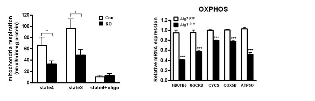 Autophagy-deficient muscle에서 mitochondrial function. deficiency 때 autophagy state 3 및 state4의 mitochondrial oxygen consumption이 감소되어 있었으며 (left), 또한 mitochondrial oxidative phosphorylation 관련 유전자들의 발현이 감소되어 있었음 (right).