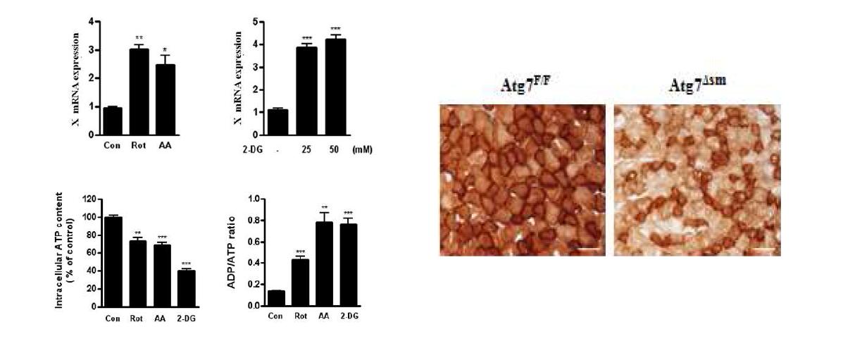 Mitochondrial dysfuction 시 X 유전자의 발현. Rotenone 또는 antimycin A로 mitochondrial electron transport를 억제하였을때 (upper left) 그리고 2-deoxyglucose 로 세포내 ATP content를 저하시켰을때 (upper right) 양자 모두에서 X 유전자의 발현이 증가하였음. Atg7Δsm 마우스의 muscle tissue에서 mitochondrial function 을 반영하는 Cox staining 이 저하되어 있음.