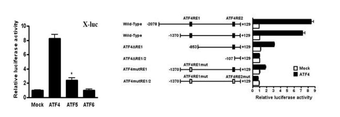 Autophagy 관련 대사 조절 물질 X의 induction 에 대한 ATF의 역할. ATF4, ATF5 등이 X를 크게 induction 시킴 (left). X 의 promoter mapping 및 reporter assay 로 ATF4 binding site 를 확인함 (right).