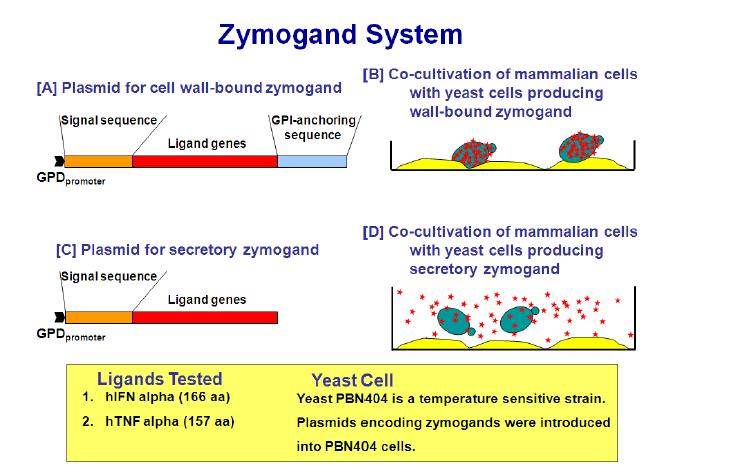 그림 2. Zymogand system의 작동원리.