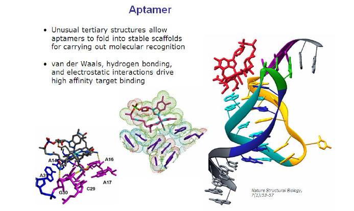 그림 3. aptamer의 3차원 구조의 예.