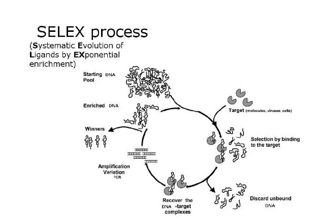 그림 4. 표적 단백질의 aptamer screening을 위한 DNA SELEX과정의 모식도