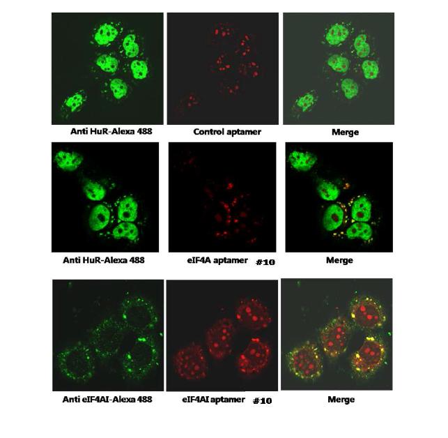 그림 8. eIF4AI aptamer가 세포내의 eIF4AI 단백질의 localization을 보여주는 실험 결과