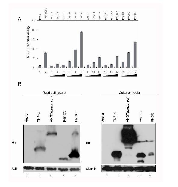 그림 9. Zymogand system을 이용하여 NF-kB activation을 유도하는 3개의 단백질 (ANGT, PG12A, PNOC)을 동정