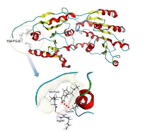 그림 10. molecular dynamics program을 통해서 예측된 eIF4A와 prostaglandin J2의 interaction.