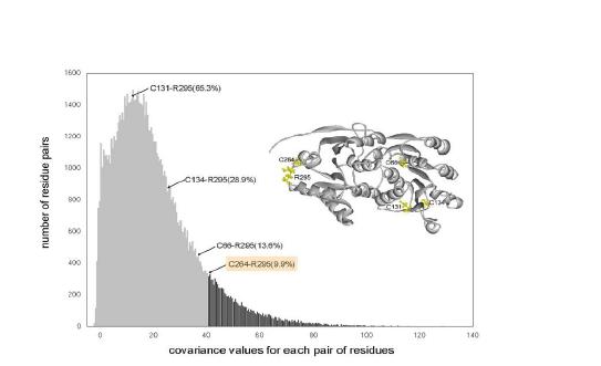 그림 12. eIF4A에서 Cys264와 Arg295 residue의 covariance.