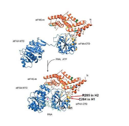 그림 13. eIF4A와 eIF4G의 interaction에서 eIF4A의 Cys264와 Arg295 residue의 구조적위치