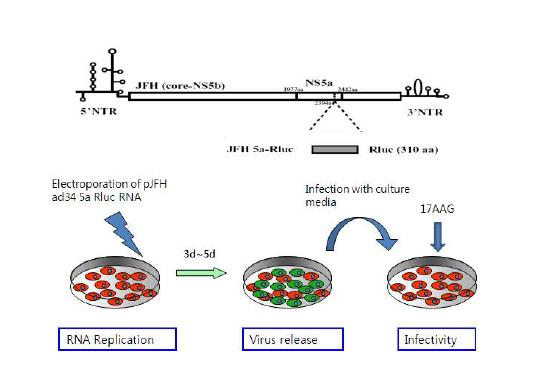 그림 14. HCV virus construct와 infection방법