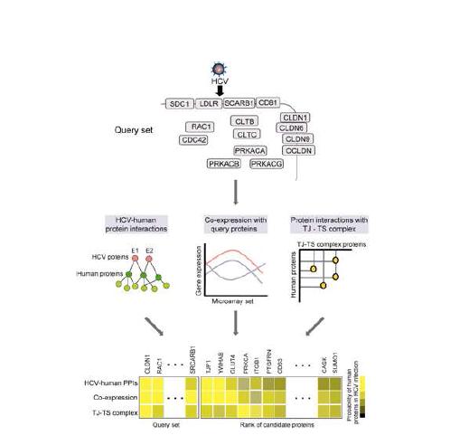 그림 21. 새로운 early step of HCV infection에 관련된 human protein을 예측하기 위한 computational model 만들기