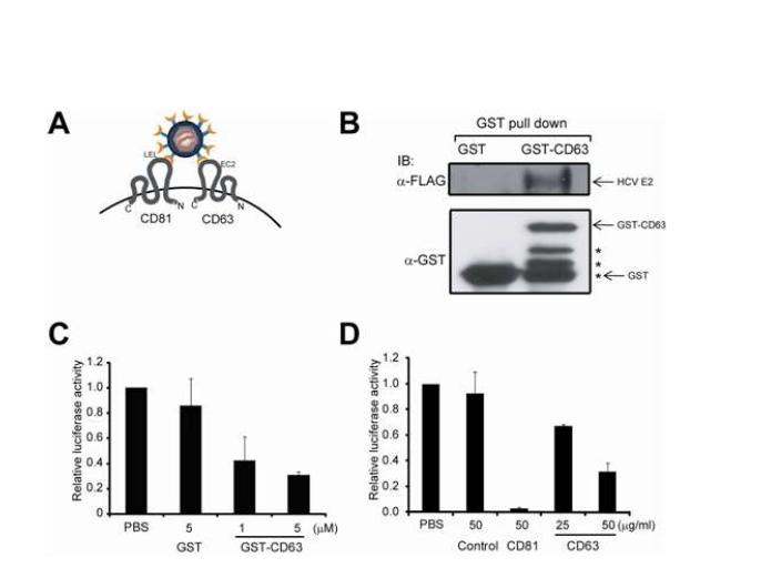 그림 25. CD63이 early step of HCV infection에 미치는 영향