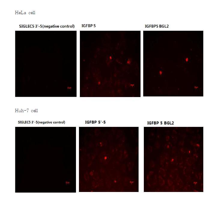 그림 26. 세포내로 이동이 가능한 Escort aptamer의 예제. 세포내로 이동이 가능한 Escort aptamer의 예제. Escort aptamer와 luciferase gene (BGL2)을 ligation시킨 형태 역시 세포내로 이동이 가능한지 확인.