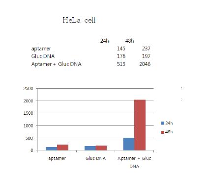 그림 27. Escort aptamer와 luciferase gene (BGL2)을 ligation시킨 형태를 HeLa cell에 처 리한 뒤 luciferase assay를 수행