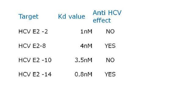 그림 28. HCV E2 aptamer의 Kd value와 anti HCV effect. HCV 진단을 목적으로 사용 될 capture aptamer와 detection aptamer를 선별하는 작업