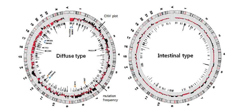 Whole genome distribution of SNVs and duplication or deletion events in diffuse type gastric cancers