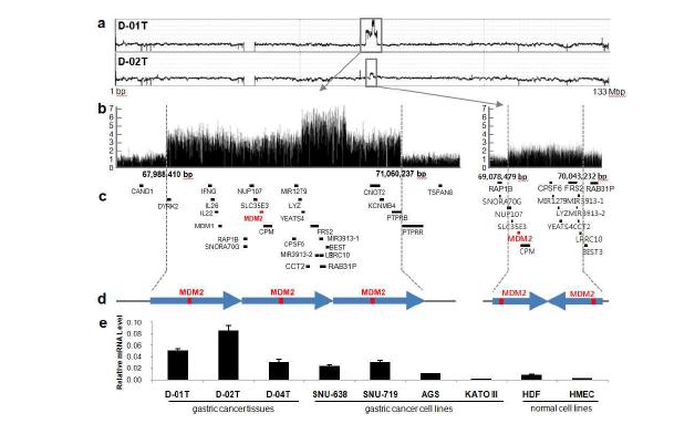 . Duplication region of MDM2 gene on chromosome 12 in samples D-01T and D-02T