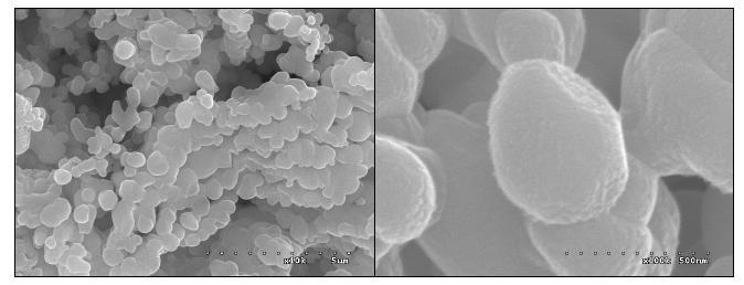 Scanning electron micrographic photographs of lauroyl chitosan nanoparticle (C12).