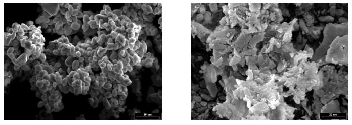 Scanning electronic micrographs of chitosan coated and non-coated liposomes.