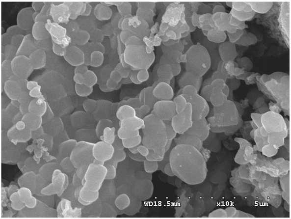 SEM photo of gentamicin loaded lauroyl chitosan nanoparticles (C12)