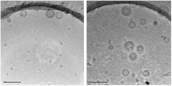 Cryo-TEM micrographs of chitosan coated and non-coated liposomes.