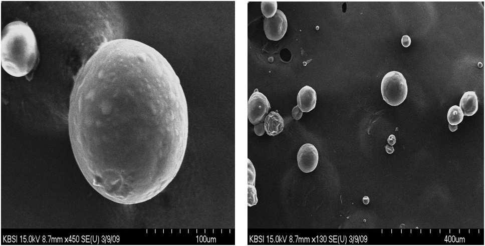 SEM photograph of gelatin microspheres loading amoxicillin and crosslinked fucoidan.