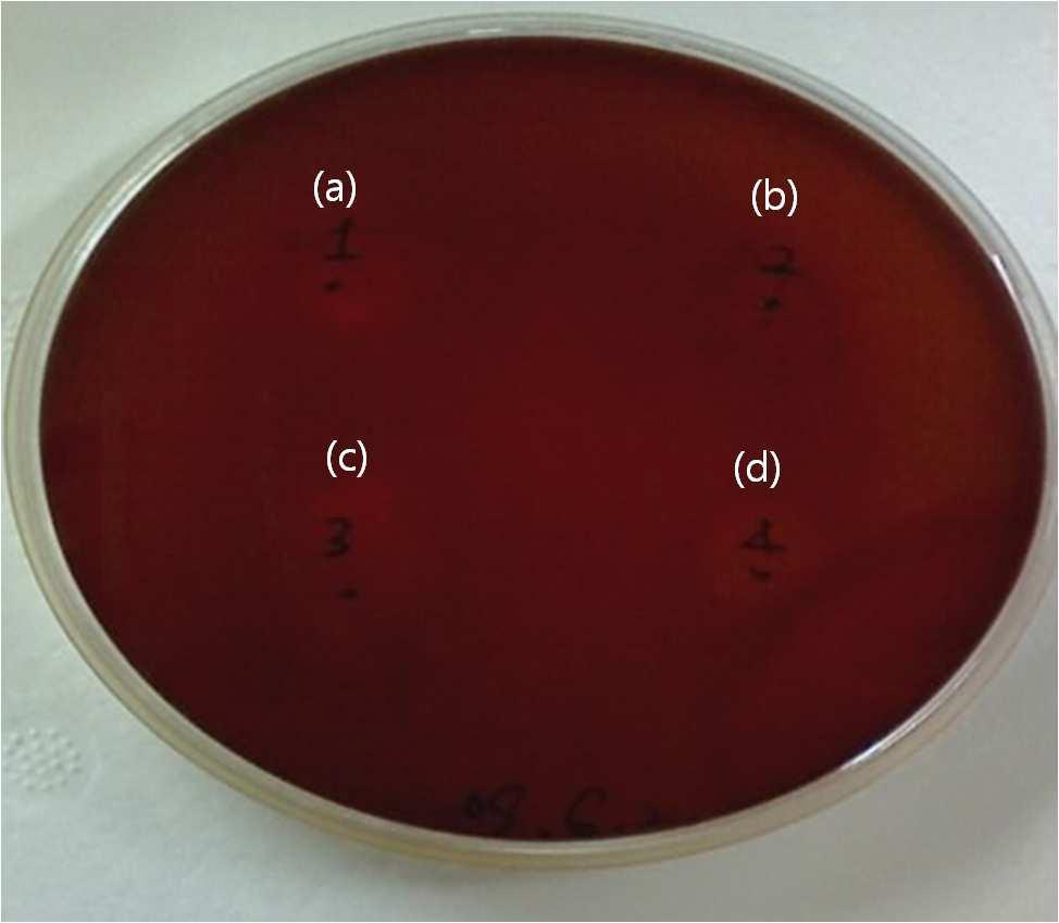 In vitro inhibitory zone of gelatin microspheres cross-linked different concentration of fucoidan on the growth of H. pylori KCTC 12083.
