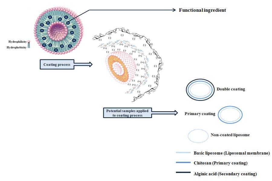 The schema of liposome, nano liposome that was coated by chitosan and alginic acid.