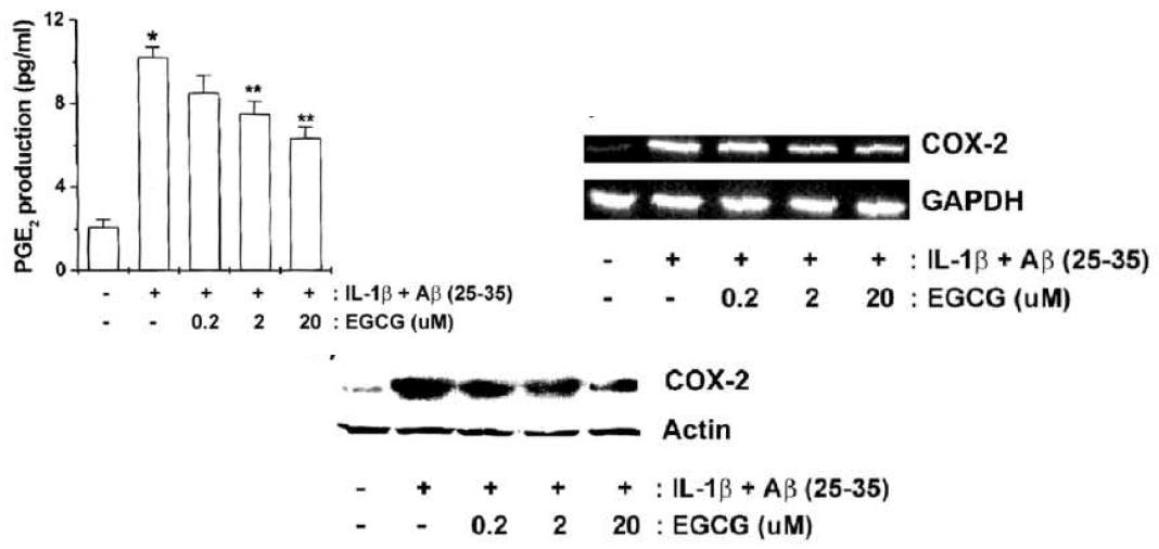 Effect of EGCG on PGE2 production and COX-2 expression in IL-1β plus Aβ (25-35) -stimulated U373MG cells