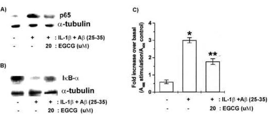 Effect of EGCG on NF- B &I B expression in IL-1 plus κ κ β Aβ (25-35) -stimulated U373MG cells