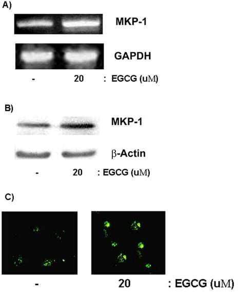 Effect of EGCG on MKP-1 expression in U373MG cells