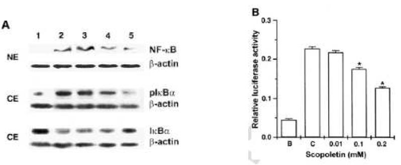 Effect of scopoletin on PMA plus A23187-induced NF-κB activation and IκBα phosphorylation and degradation