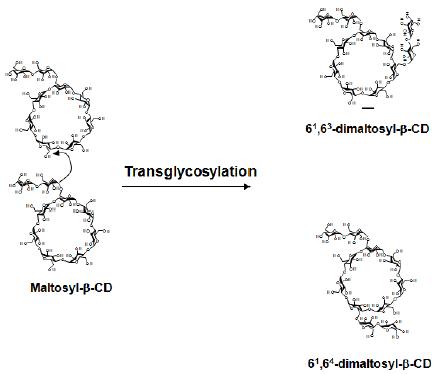TreX를 이용하여 maltosyl-β-CD로부터 dimaltosyl-β-CD 생산 반응 메카니즘