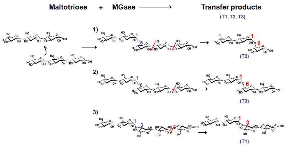 5% maltotriose를 기질로 한 MGase의 당전이 반응 기작