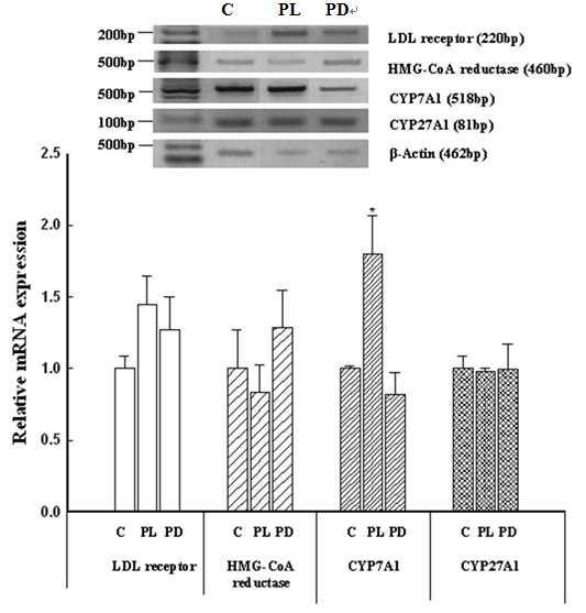Effect of L. plantarum administration on LDL receptor, HMG-CoA reductase, CYP7A1, and CYP27A1 gene expression in C57BL/6 mice.