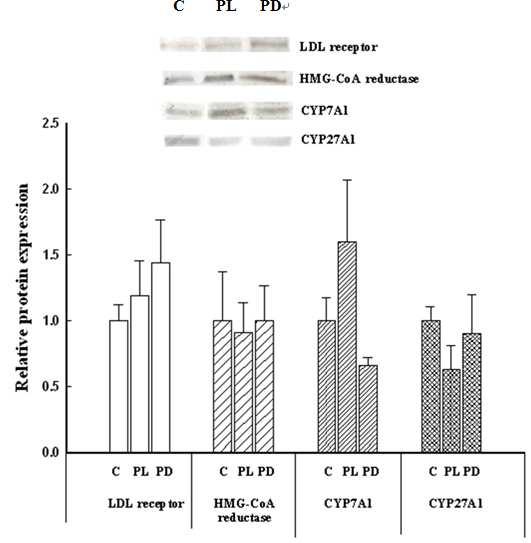 Effect of L.plantarum administration on the protein levels of the LDL receptor, HMG-CoA reductase, CYP7A1 and CYP27A1 in C57BL/6 mice.