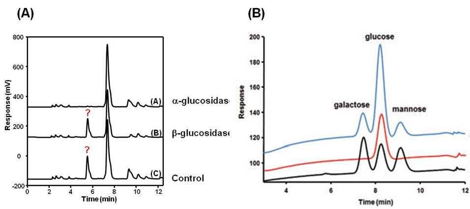 HPLC (A) 와 HPAEC (B)를 이용한 G1-puerarin 효소 반응액의 분석