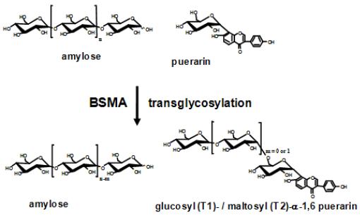 BSMA를 이용한 puerarin당전이 산물의 생산