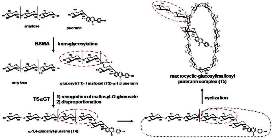Maltogenic amylase와 glucanotransferase를 이용한 cycloamylose-purarin complex생산