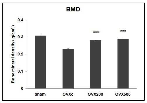 퓨라린 섭취가 마우스의 대퇴부 BMD에 미치는 영향