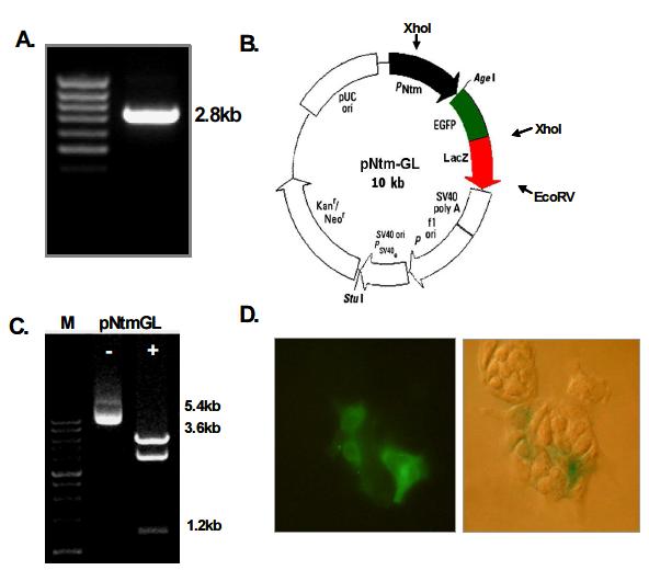 A 2.8kb PCR product of putative mouse neurotrimin promoter region containing first exon and a little of intron obtained by PCR using specific primers selected from genomic sequence in silico(A) and constructed a vector containing a GFP/LacZ dual reporter driven by the promoter, designated pNtmGL(B). The integrity of the constructed vector was verified by identical enzyme digestion after cloning using restriction enzymes, XhoI and EcoRV(C) and demonstrated that simultaneous expressions of GFP and LacZ found in pNtmGL-transfected P19EC cells identically(D).