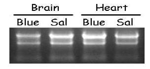 RNA isolation from the brain and heart. RNAs from blueberry (Blue) and saline(Sal).