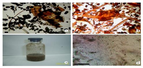 Dried cockroach corpses and droppings (a and b); they were hydrated to normal body water content and homogenized by a sonicator to prepare cockroach antigen soup (c); its appearance under microscope (d).