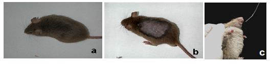 Preparation of mice with removed back patch hair (a and b).
