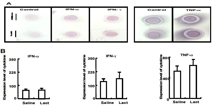 Comparisons in the relative levels of IFN-α, IFN-γ and TNF-α present in the sera of the mice fed with Saline or Lact by visualization of cytokine antigens (A).